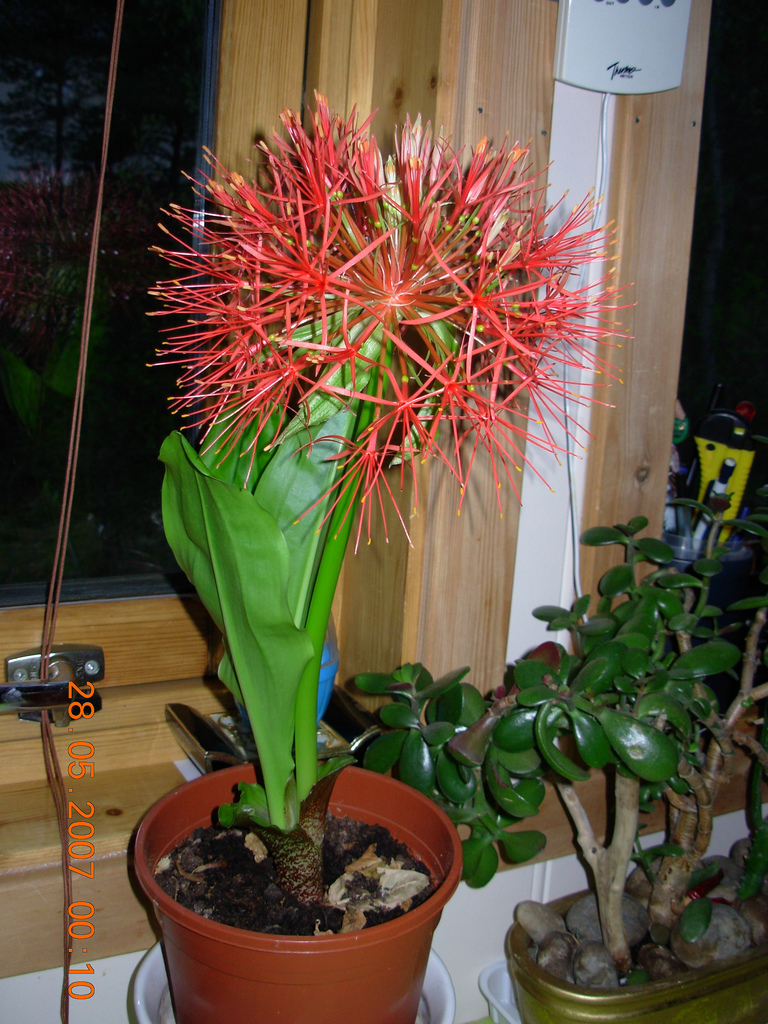 Blood Lily